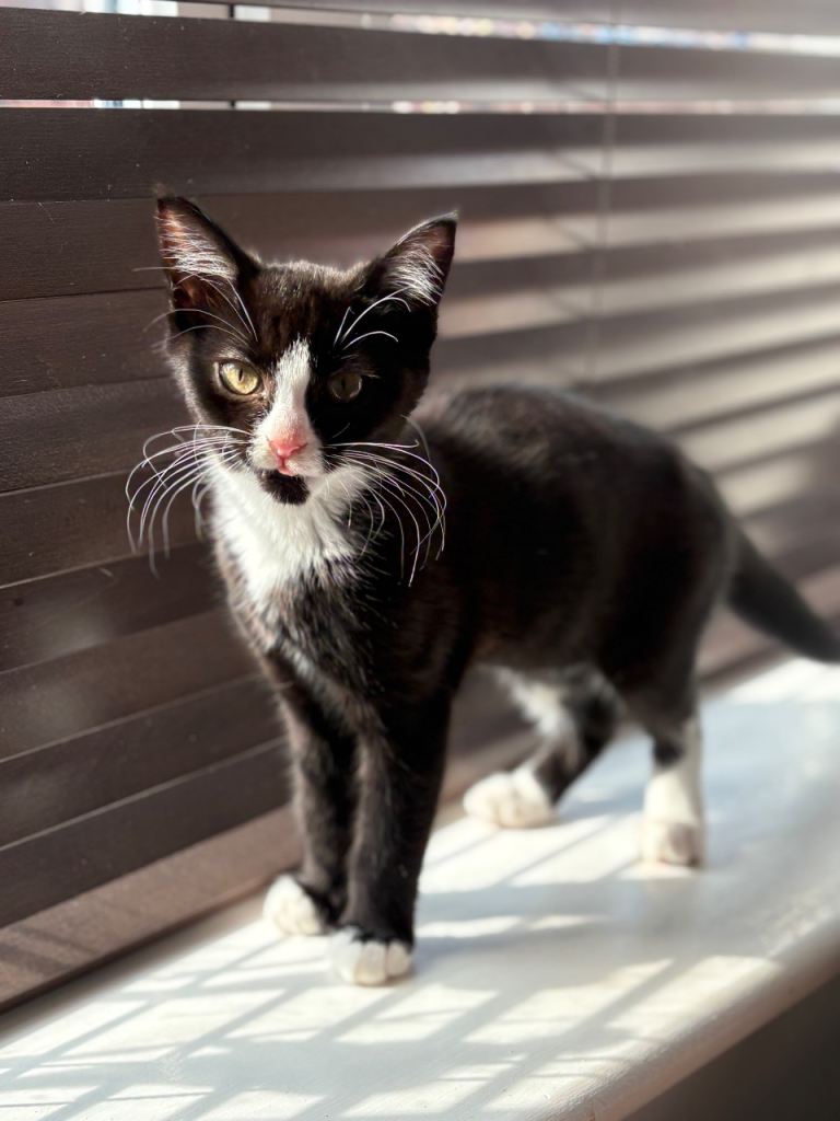 5 month old Kittens for sale