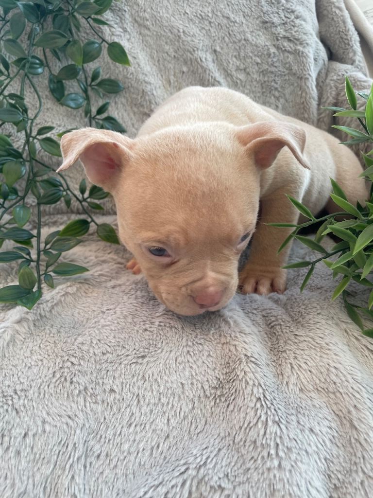 Micro bully’s ready now