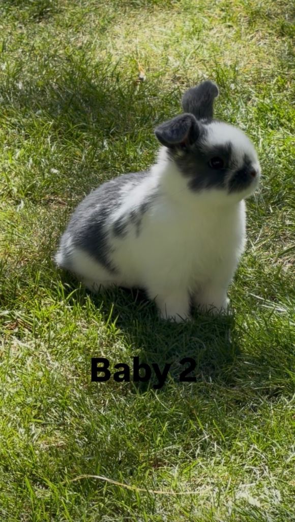 Mini lop cross 
