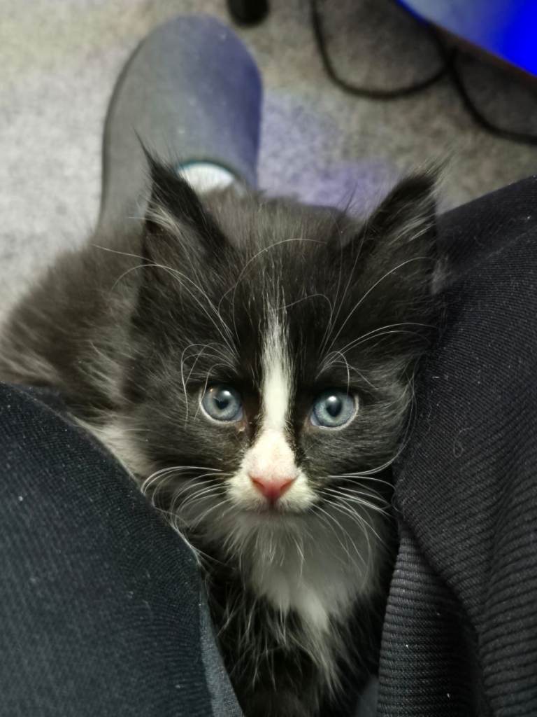 Maine Coon Kitten £500 *Pending*