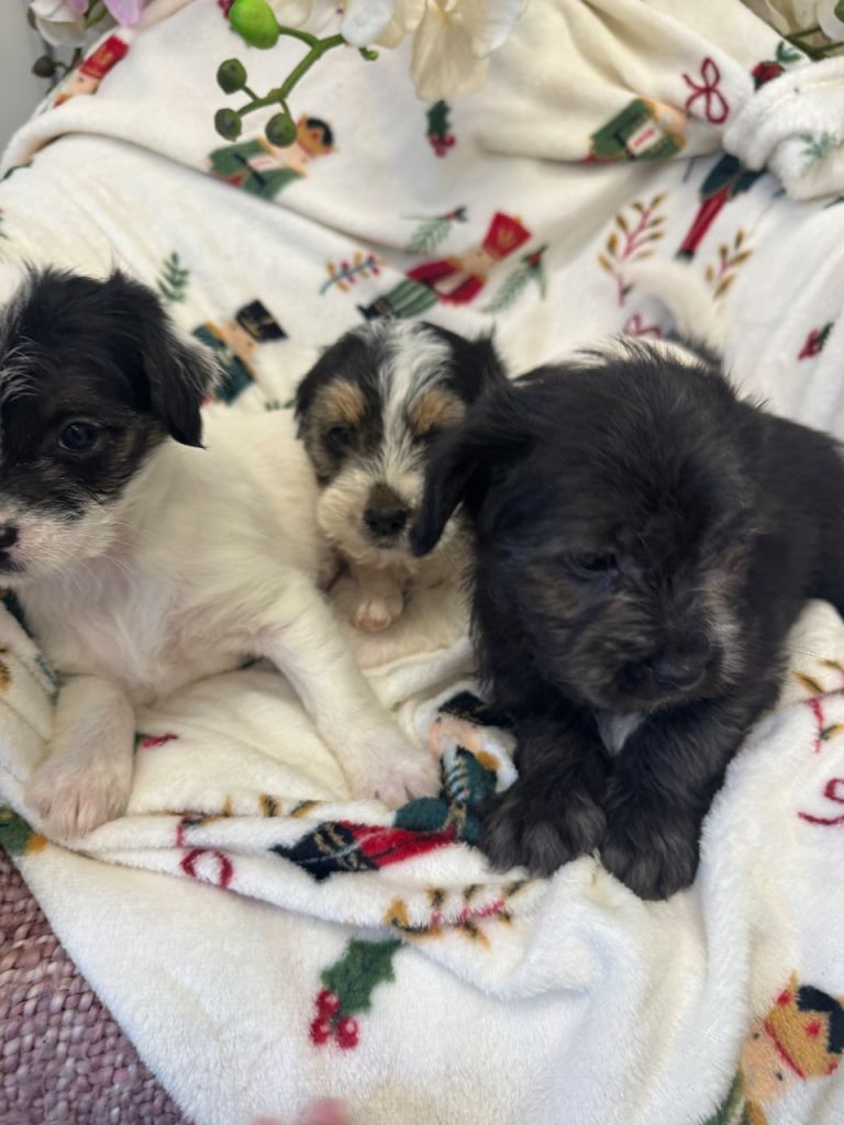 Jack Russell x Shitzu puppies 