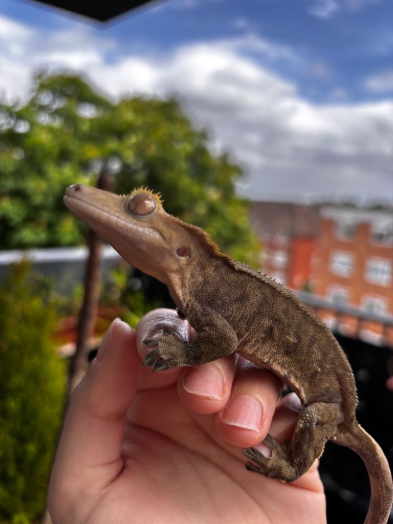 Female crested gecko