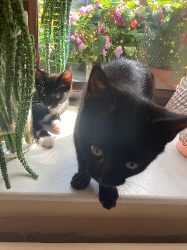 2 female kittens
