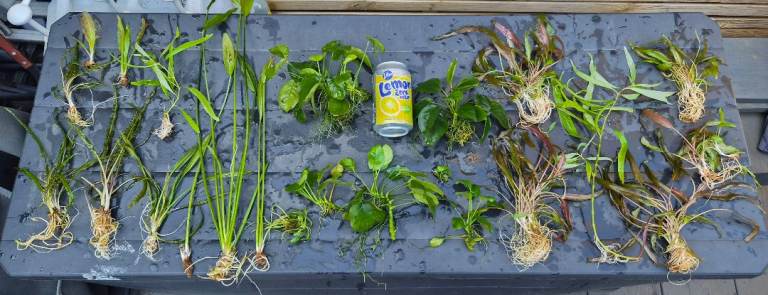 Aquarium plants