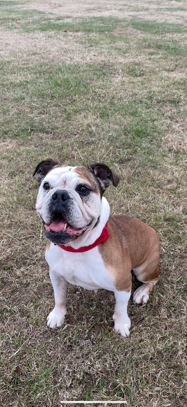 Olde English bulldog