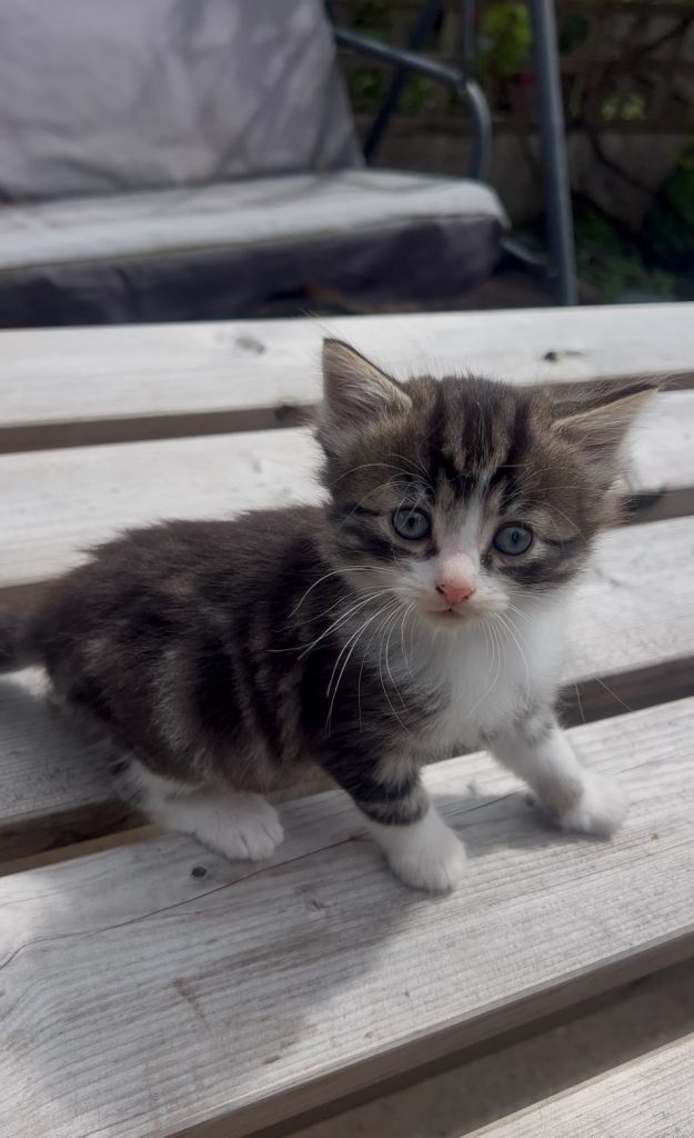 Kittens for sale