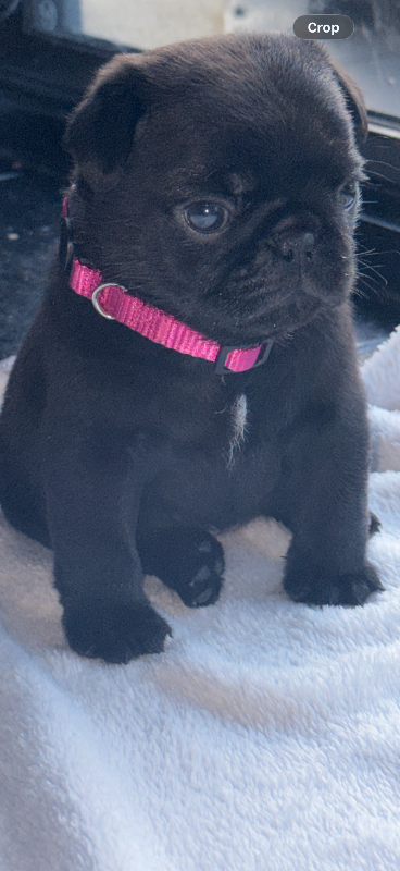 Pug puppies for sale