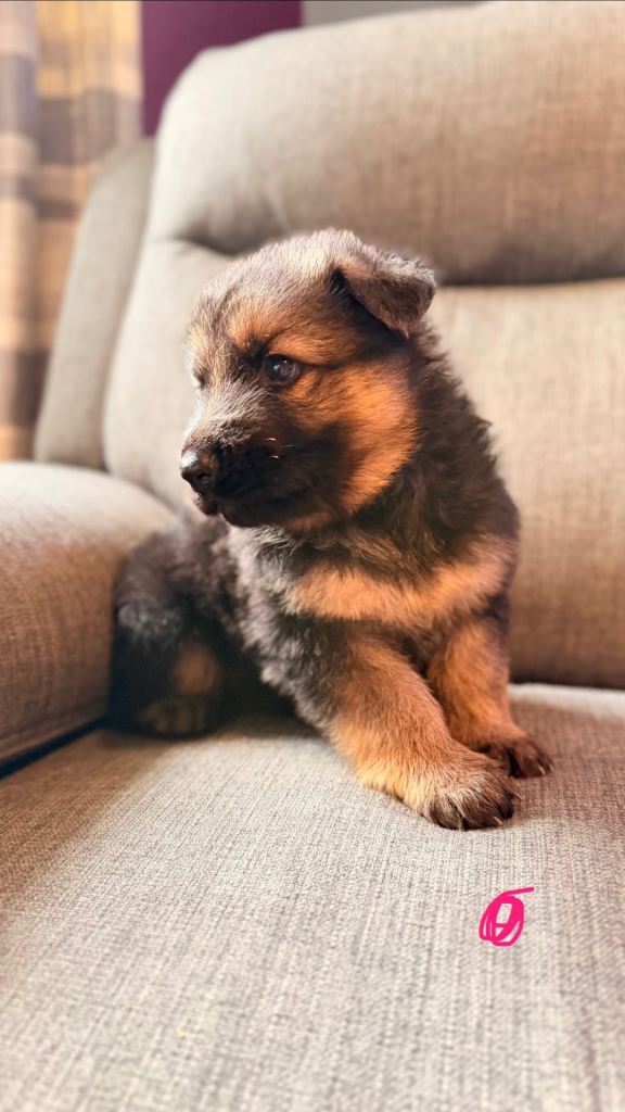 KC registered German shepherd puppies