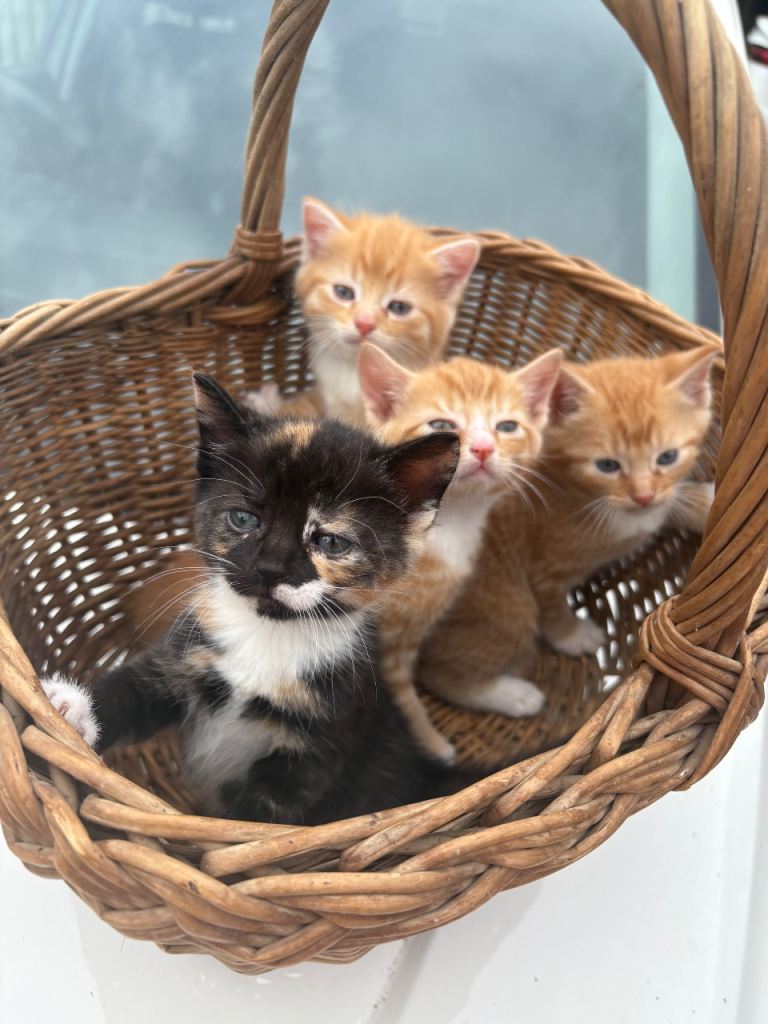 Cute kittens for sale 