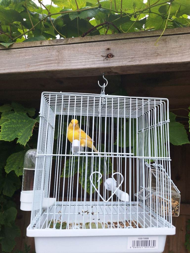 Male singing canary with cage