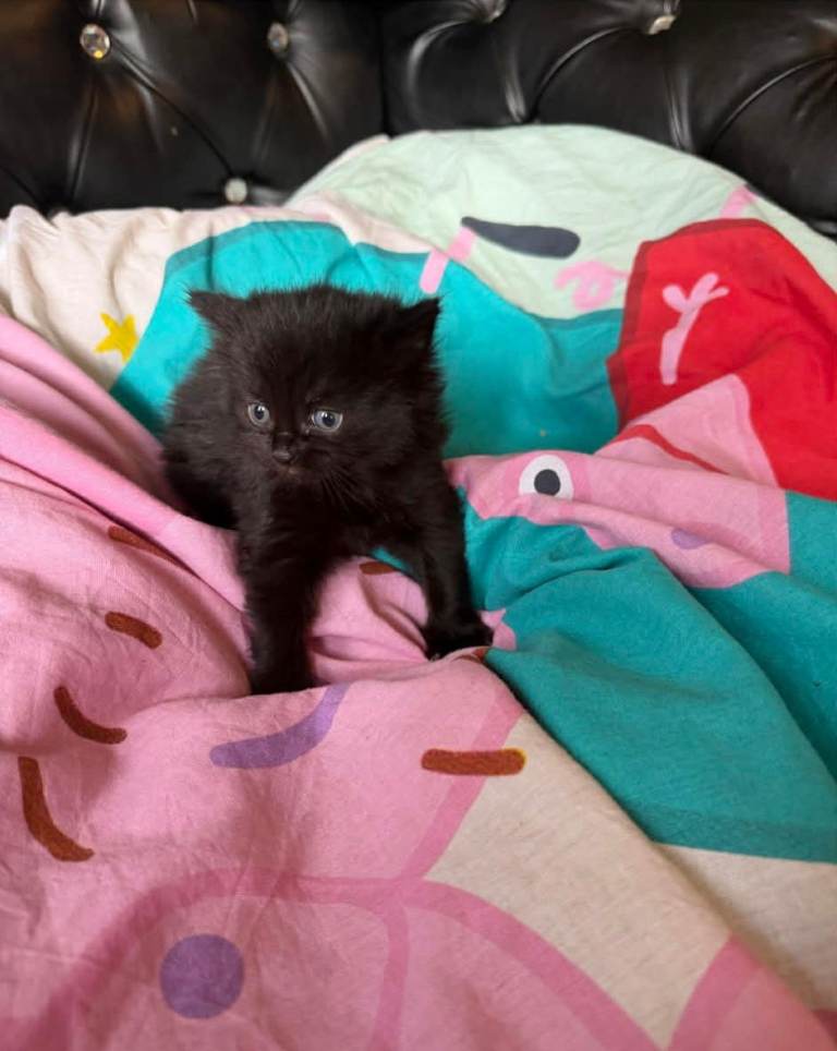 Cute kitten