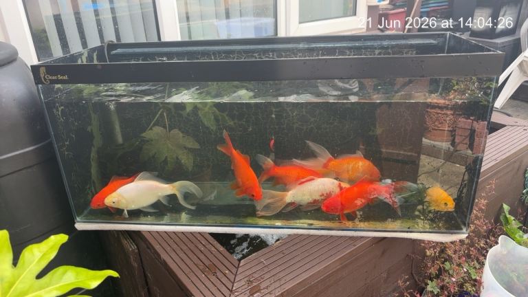 Gold fish for sale