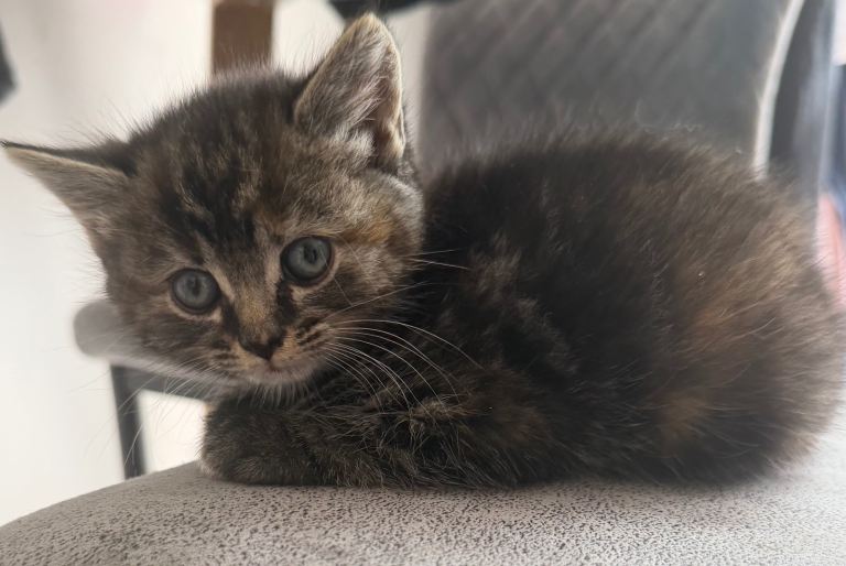 Kittens available 1 boy 2 girls left
