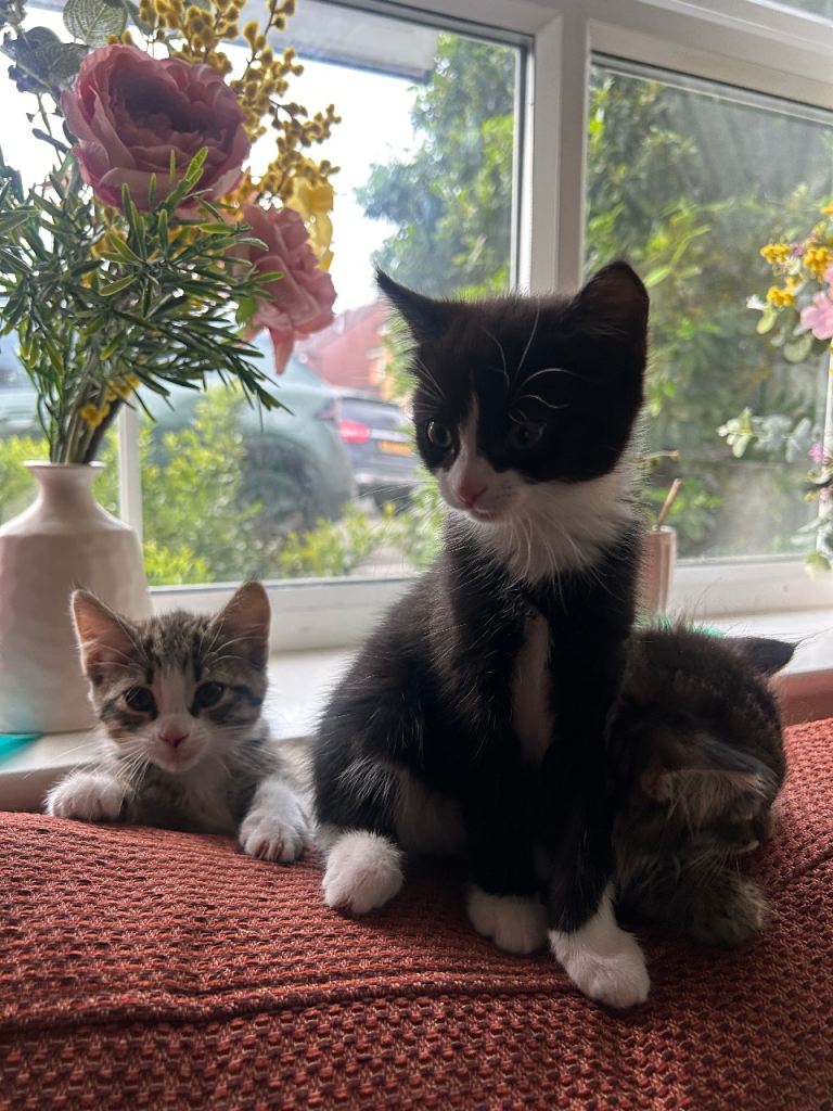 Two female kittens ready now 