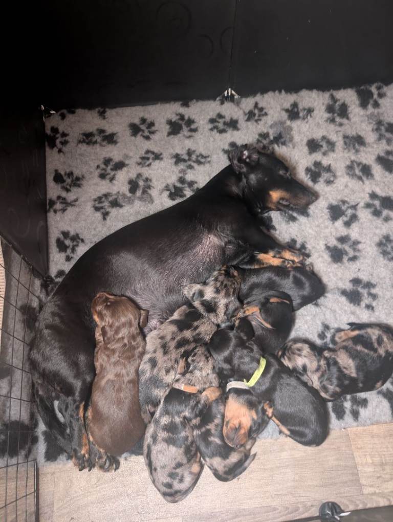 Wirehaired x smooth standard Dachshund puppies