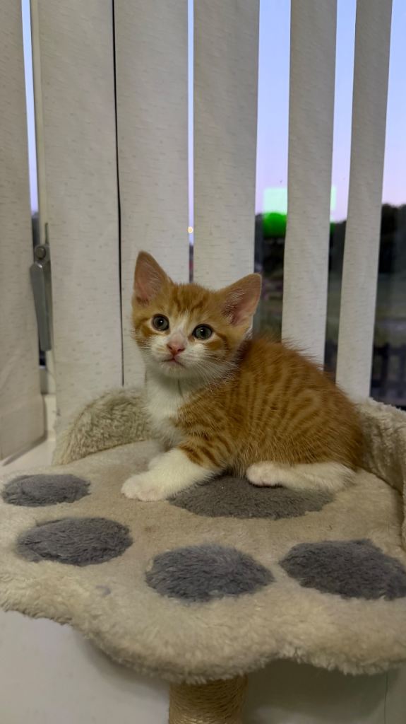 Ginger kitten