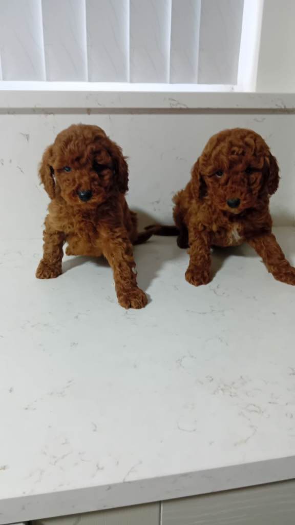 Cavapoo puppies 