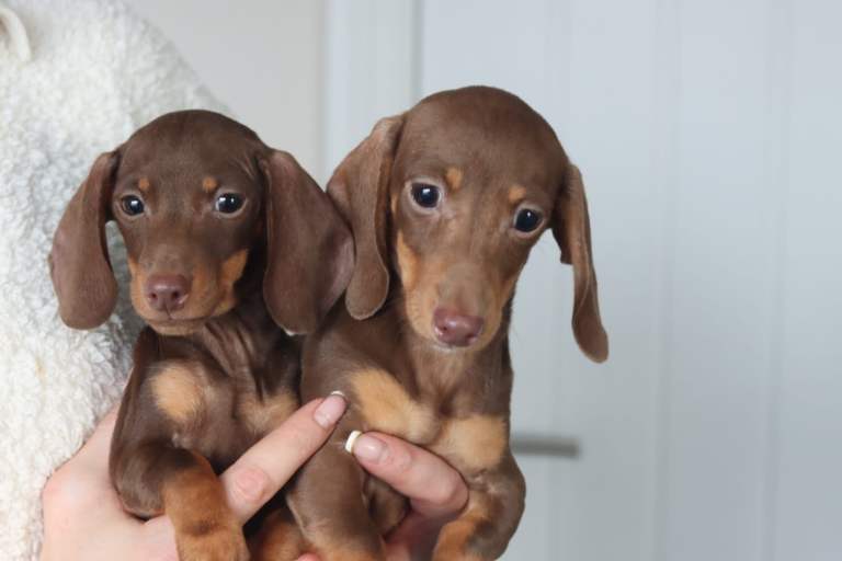 Dachshund Puppy 2 Choc & Tan Girls