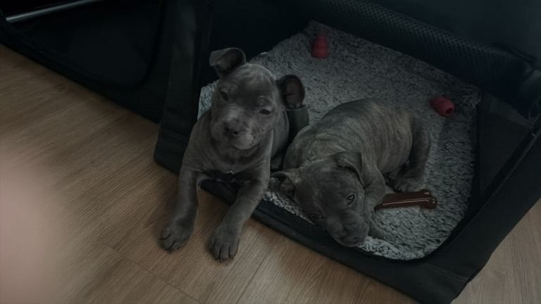 13 week old staffie x frenchie girls PLEASE READ