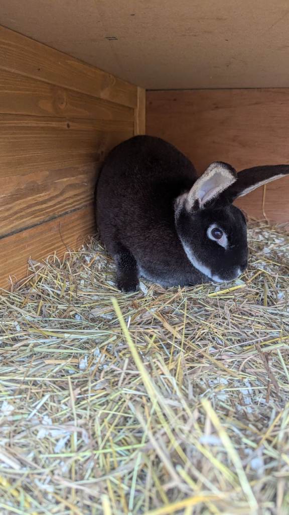3 Rabbits - 2 x Velvet Rex, 1 x New Zealand White