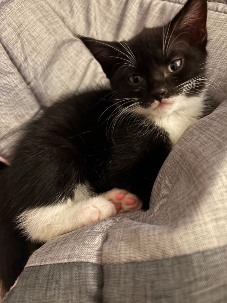1 Male & 1 Female Kitten