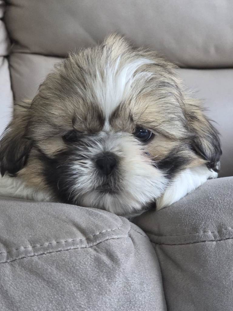 Beautiful Shih Tzu Puppies 