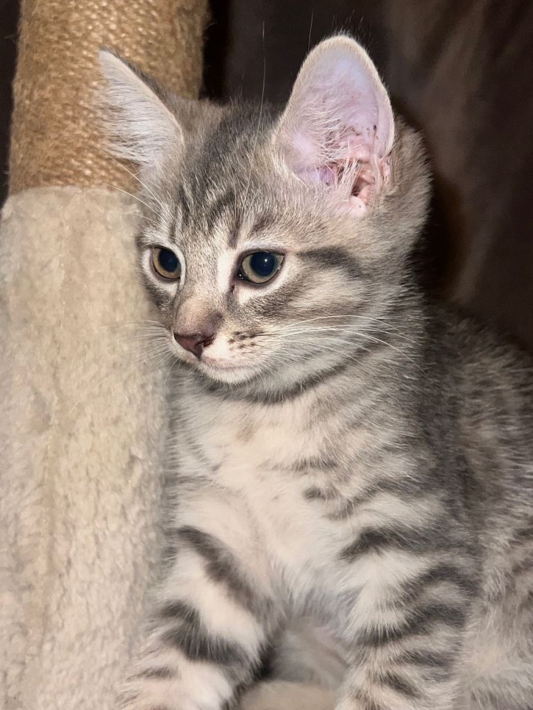 🐾 2 Beautiful Kittens Looking for Their Forever Homes 🏡💕