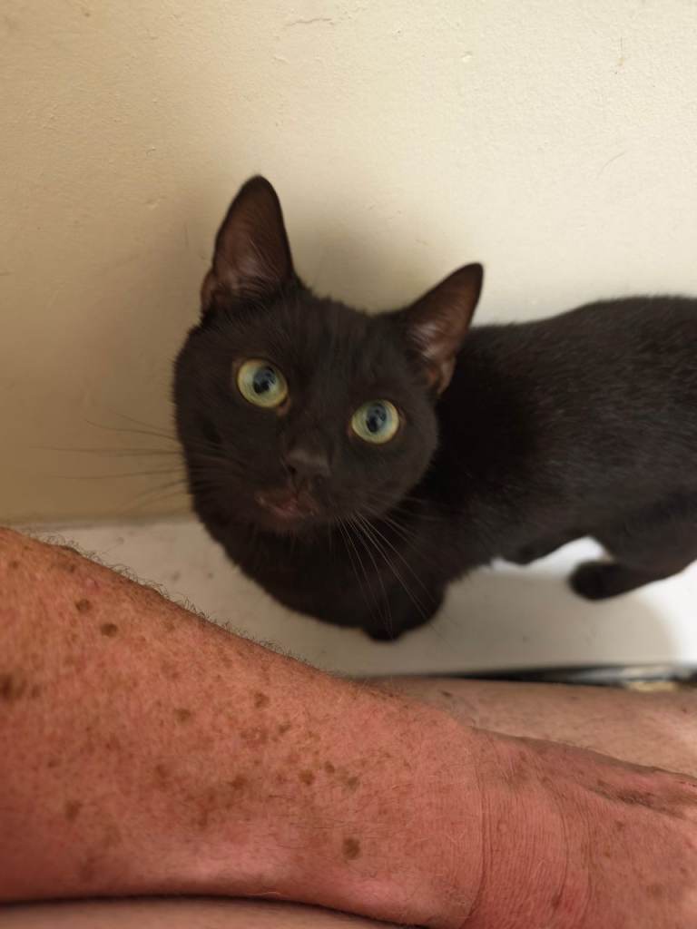 Adult cats and kittens 