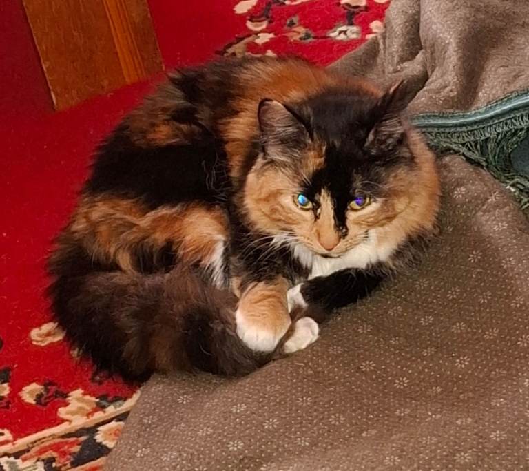 British long hair cat 