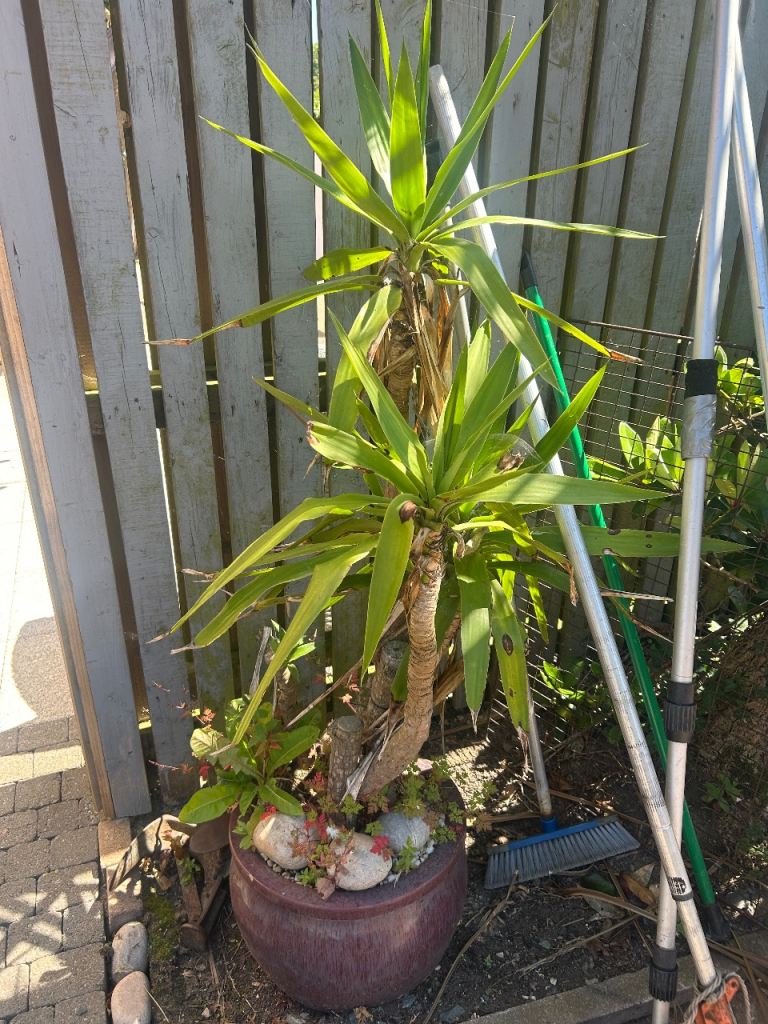 Free outdoor plant