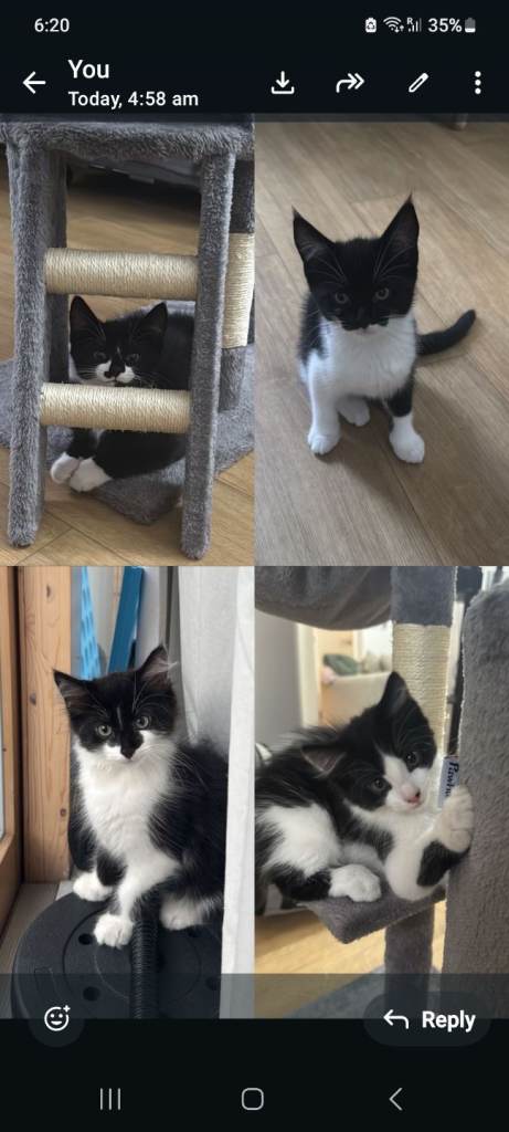 Kittens