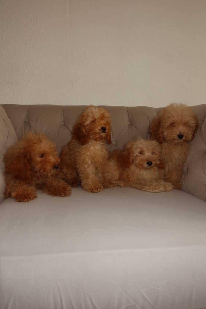Poodle puppys