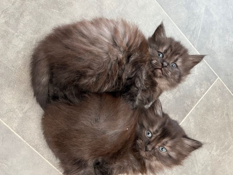 Chunky kittens for their forever homes 