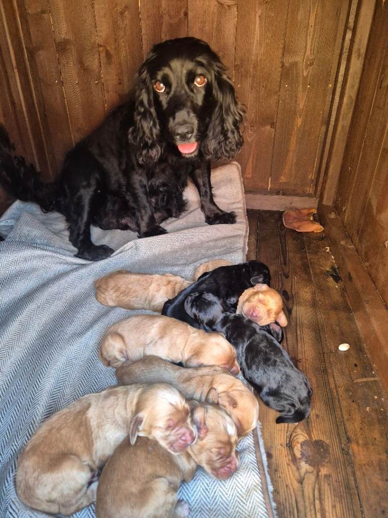 Cocker Spaniel Puppies for Sale