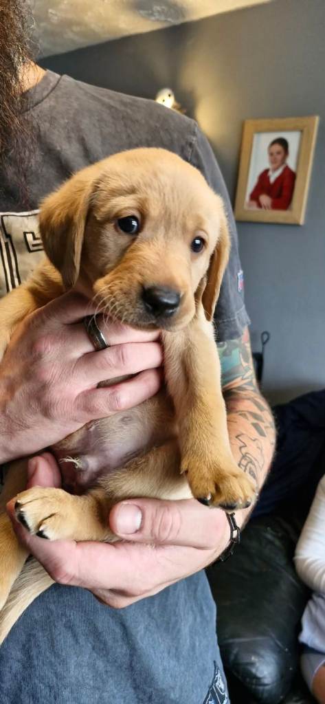 Labrador puppies