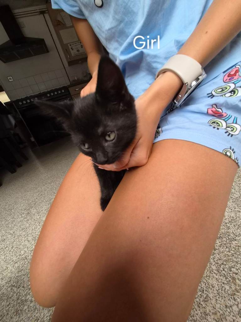 4 gorgeous kittens 