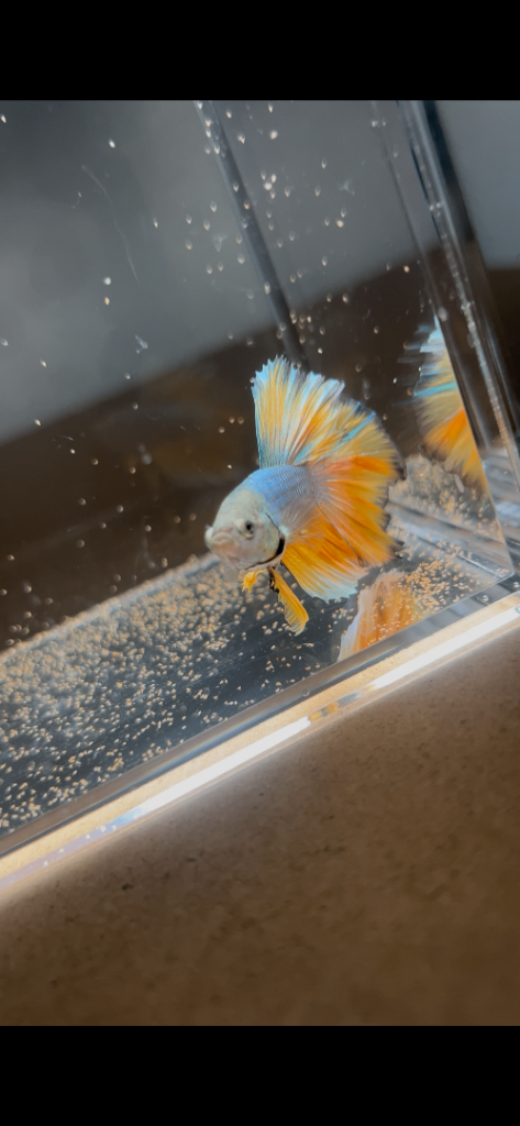     Betta Fish For Sale – Rare Colours Available