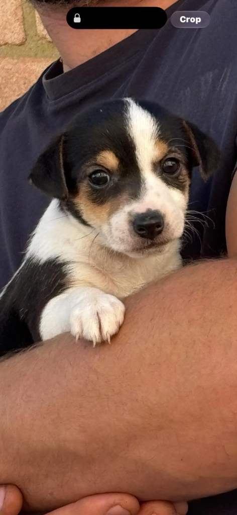Jack Russell puppies 🐶 