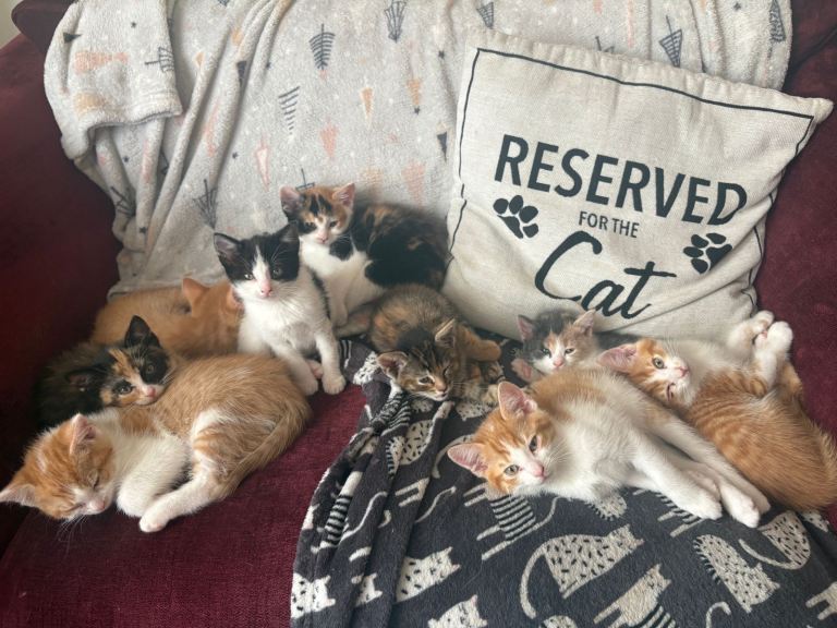 Gorgeous kittens