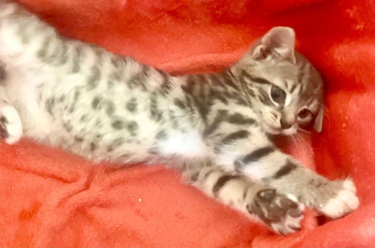 Kittens for sale 