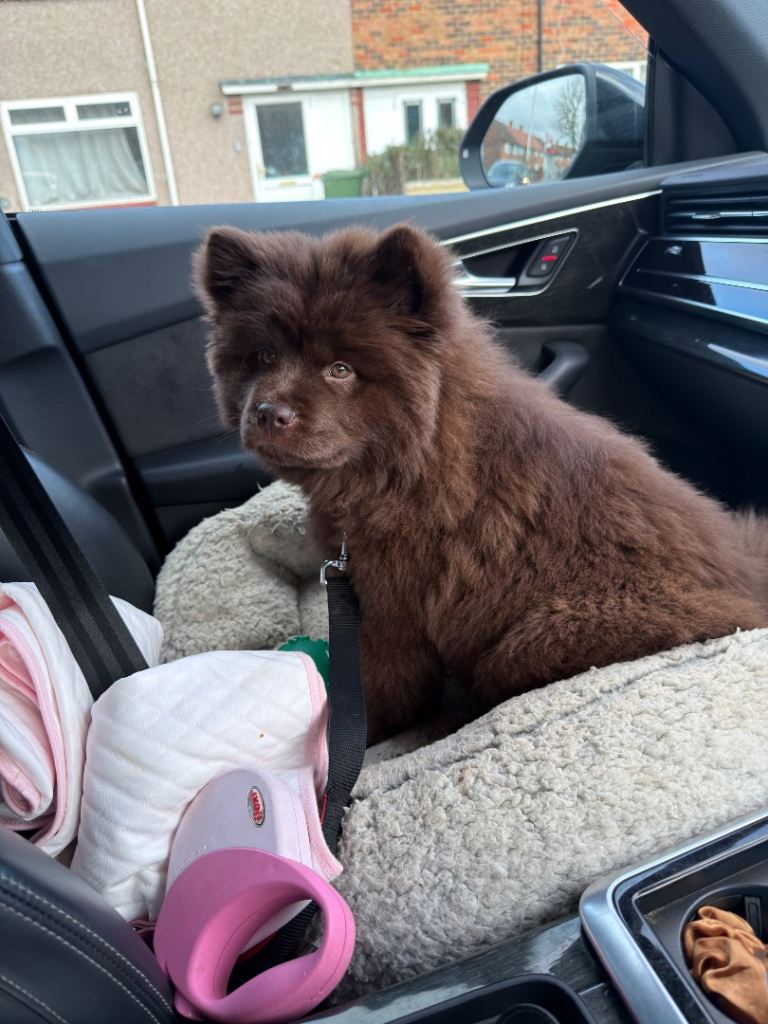 Chow Chow pup 3 months 