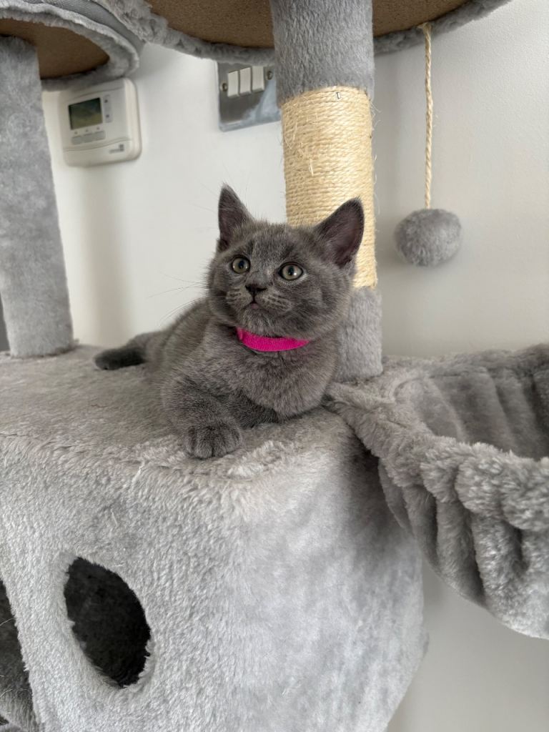 Gorgeous British Shorthair Boy