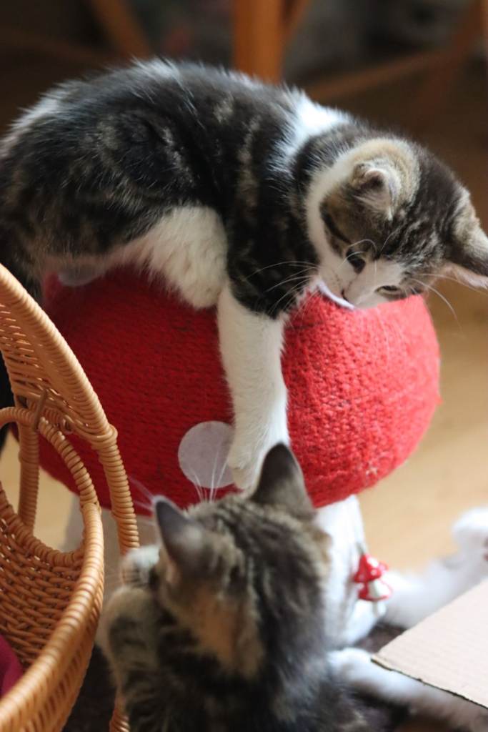 4 beautiful kittens looking for their forever home 