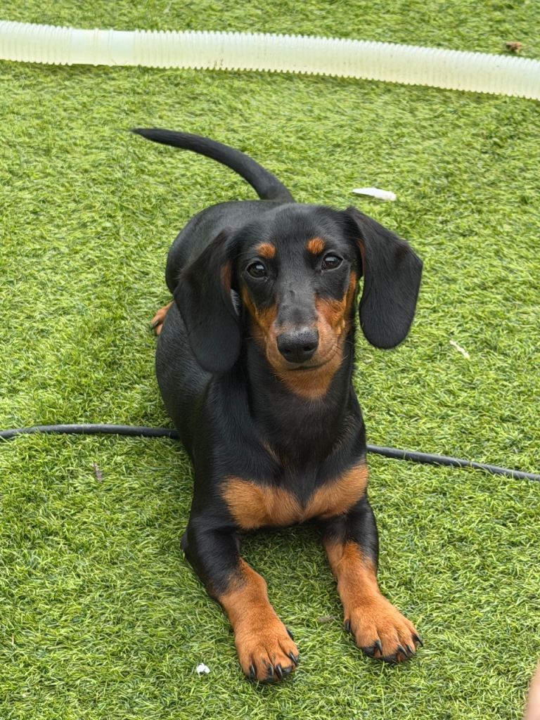 Miniature dachshund 