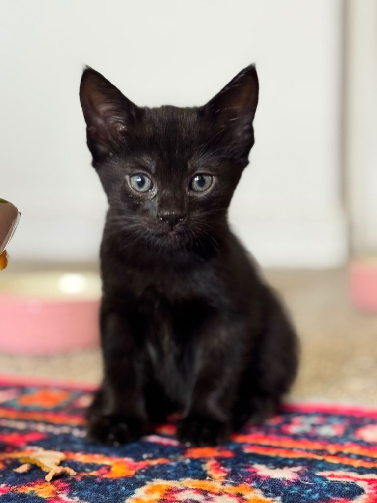 Cute kittens for sale – playful & healthy