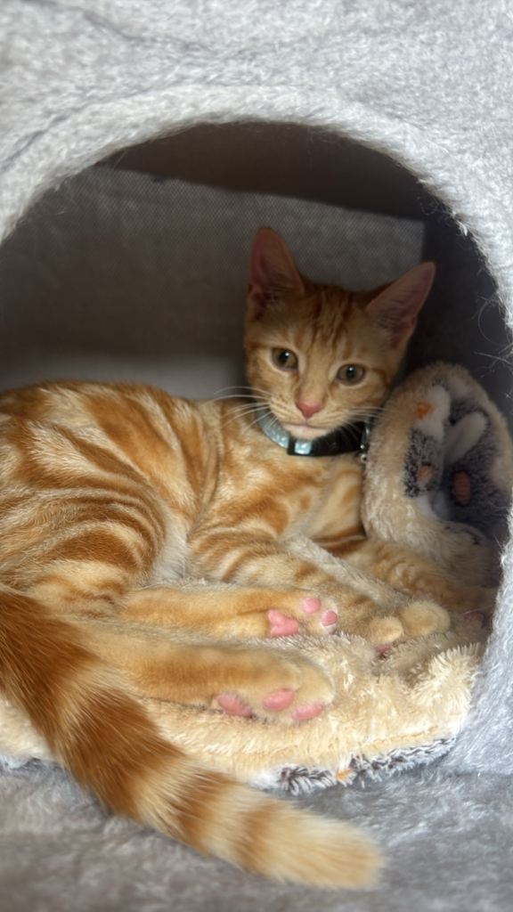 ginger kitty