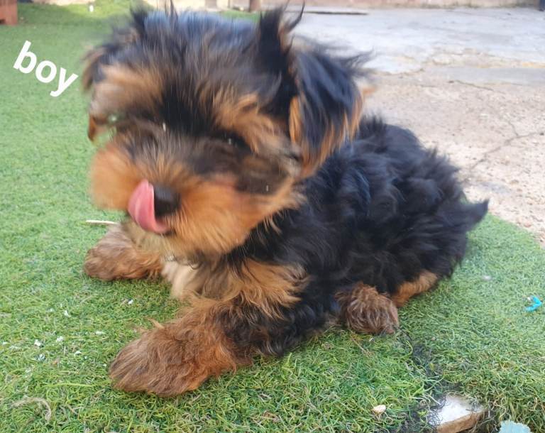 Yorkshire terrier puppies 10 weeks old 