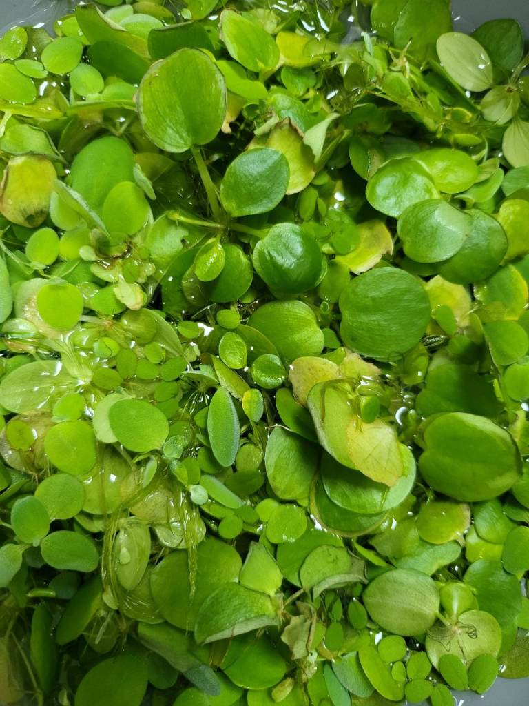 3 variety fish tank plant