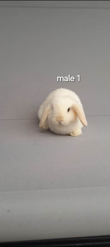 Beautiful mini lop rabbits ready now 