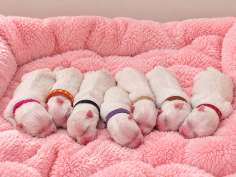 Beautiful Purebred Maltese Puppies